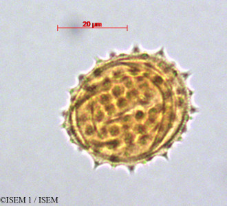 Werneria humilis - lame n° 29081